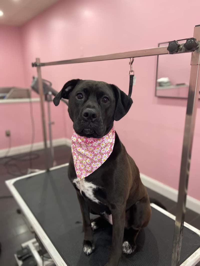 Black Labrador-type dog in a pink floral bandana sitting on the grooming table in the salon