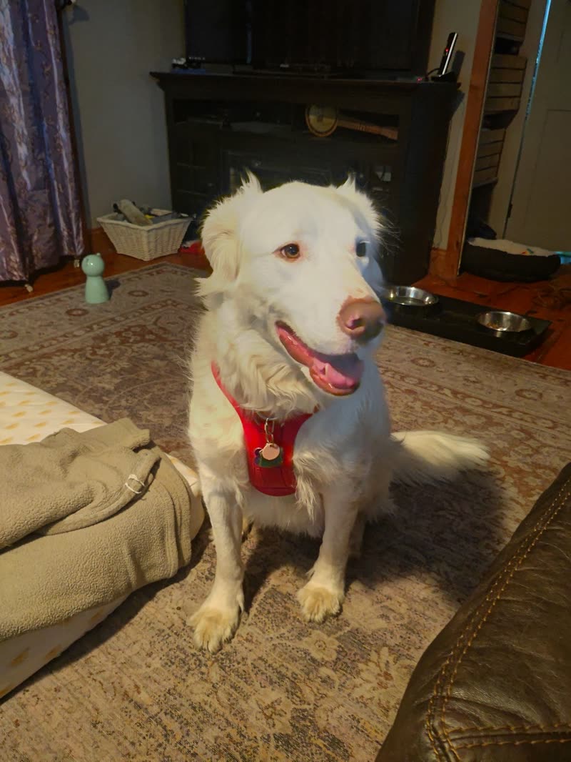Cream golden-retriever-type dog in a red harness sitting by a fireplace at home