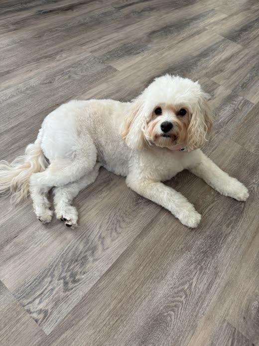Cream cockapoo with a neatly scissored teddy-bear trim lying on a pale wood floor