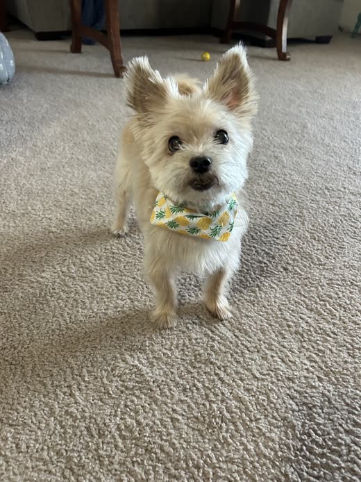 Small cream terrier-mix with a freshly trimmed face and ears wearing a yellow floral bandana