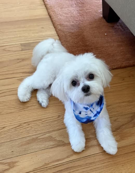White Maltese-type dog in a blue tie-dye bandana resting after a full groom