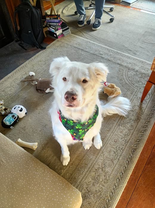 White fluffy dog in a green patterned bandana, cropped close to the head after grooming