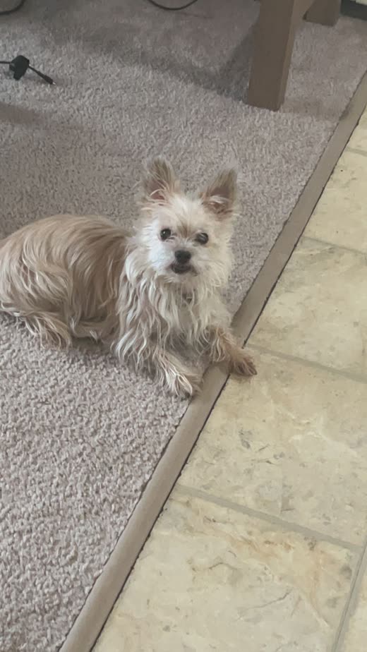 Small tan Yorkshire terrier with a long flowing coat